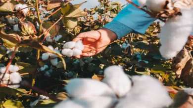 Cotton Plant Arkansas: The Heart of Cotton Production in the U.S.