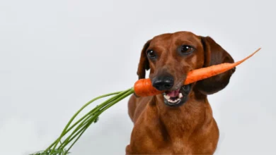 dogs can eat carrots? Exploring the Benefits and Considerations