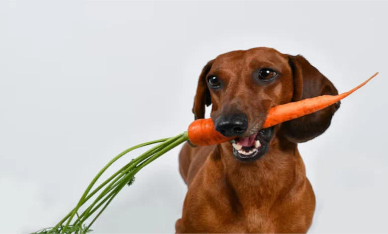 dogs can eat carrots? Exploring the Benefits and Considerations