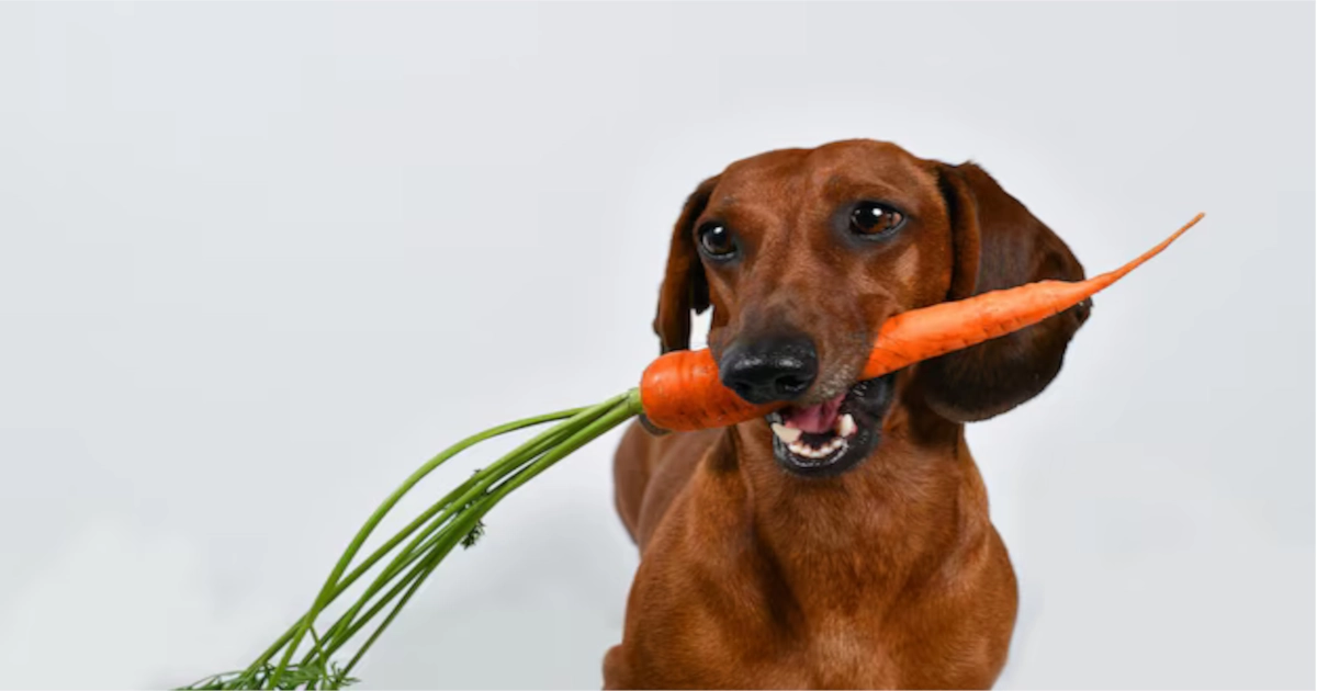 Visual Reference: Dogs Can Eat Carrots 5 Amazing Health Benefits For Your