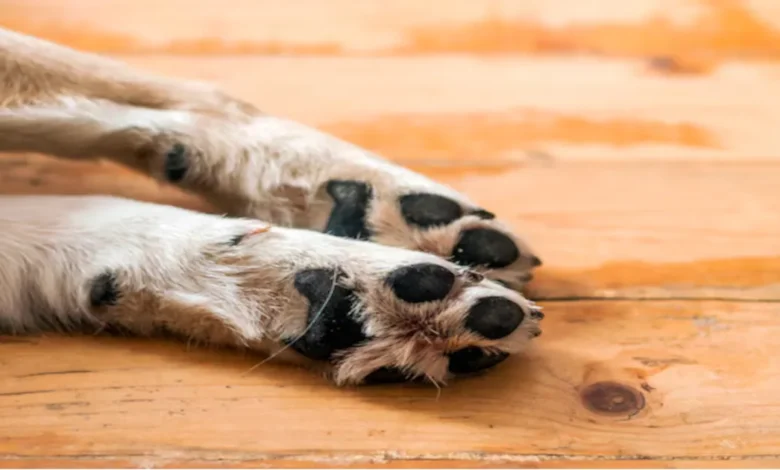 What Dogs Have Webbed Feet? Discover Top Breeds with Unique Traits